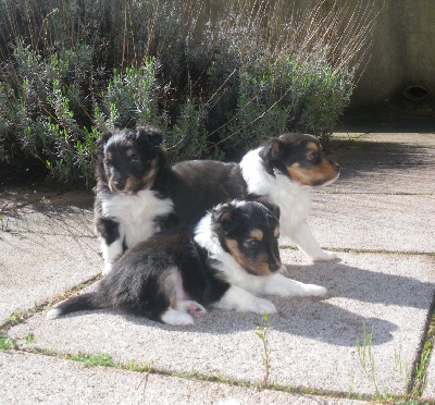 du grain de soleil - Les chiots ont 4 semaines.