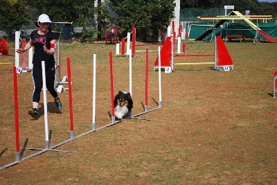 du grain de soleil - Concours de St Martin: 3 podiums pour Anakin le Noir.