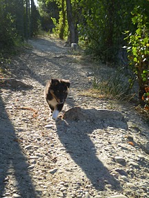 du grain de soleil - Départ des chiots.