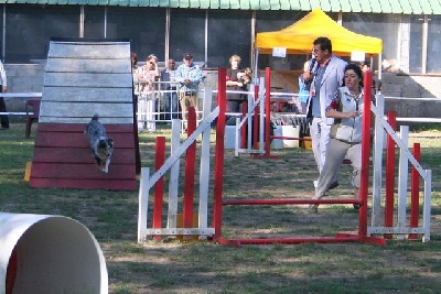 du grain de soleil - Concours d'agility à Antibes: des podiums pour Anakin et Camille!