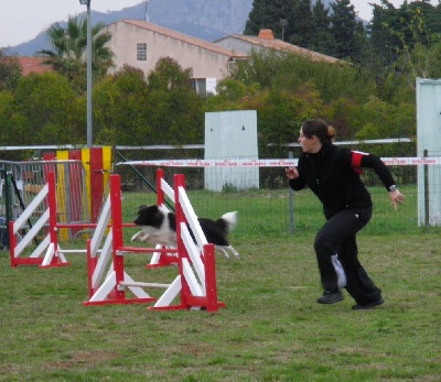 du grain de soleil - Calvin fait son 1er concours d'agility au Pradet.