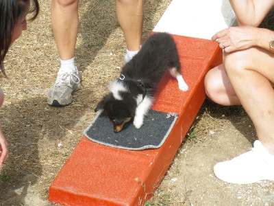 du grain de soleil - Premiers pas d'Eowyn sur le terrain d'agility.