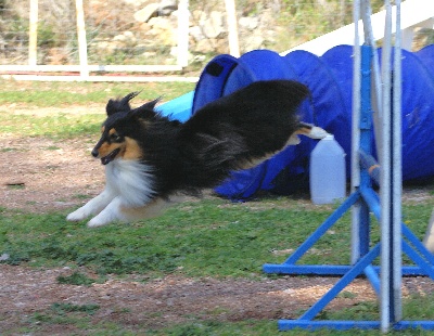 du grain de soleil - Championnat régional d'Agility à Isles sur la Sorgues.