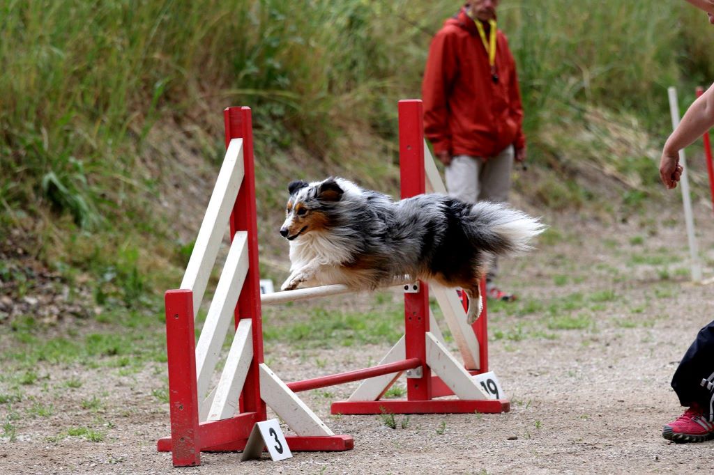 du grain de soleil - 1ère saison d'agility d'Imperator ObiWan Kenobi le Bleu