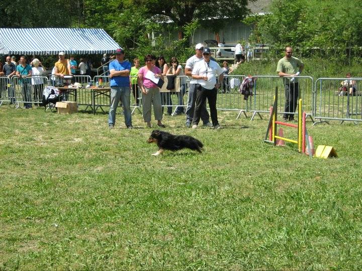 Ch.agility anakin le noir de L'Estérazur du Lac