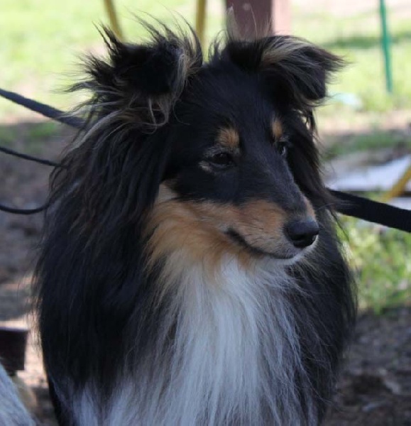 Ch.agility eowyn la noire du grain de soleil