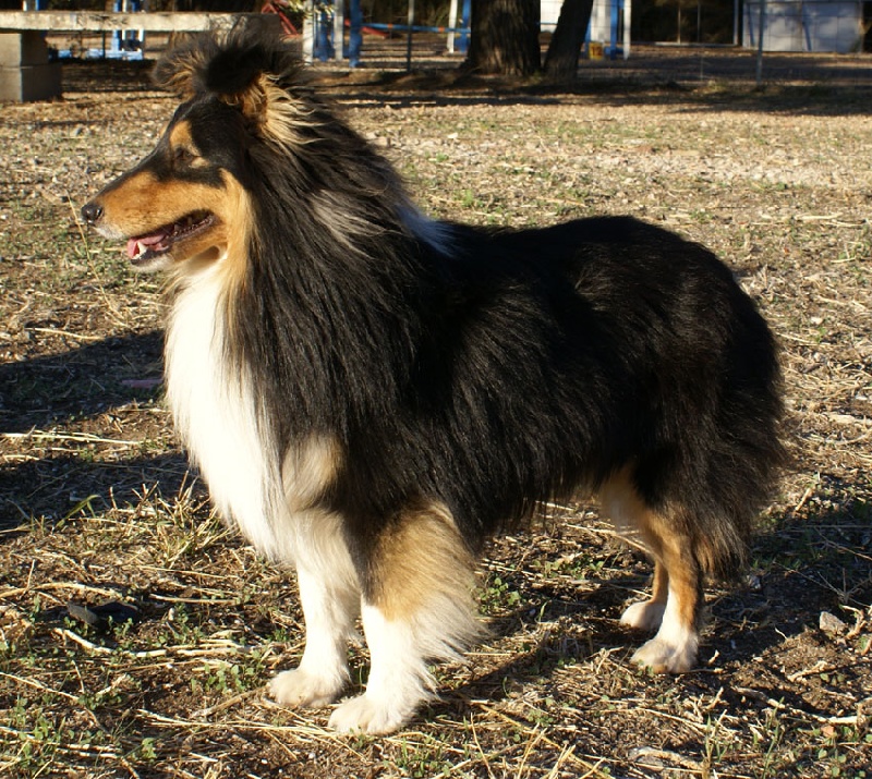 Ch.agility anakin le noir de L'Estérazur du Lac