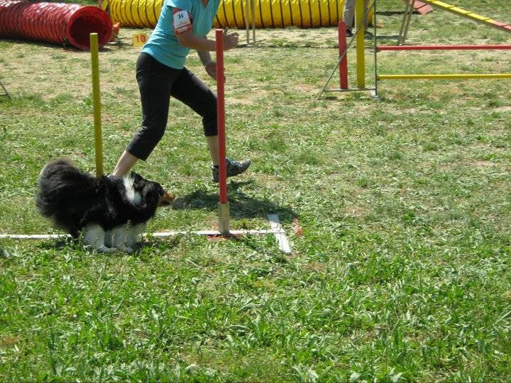 Ch.agility anakin le noir de L'Estérazur du Lac