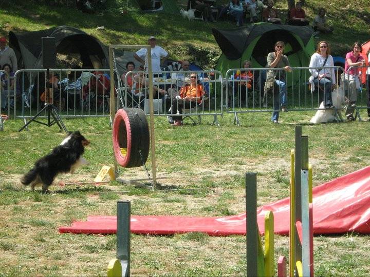 Ch.agility anakin le noir de L'Estérazur du Lac