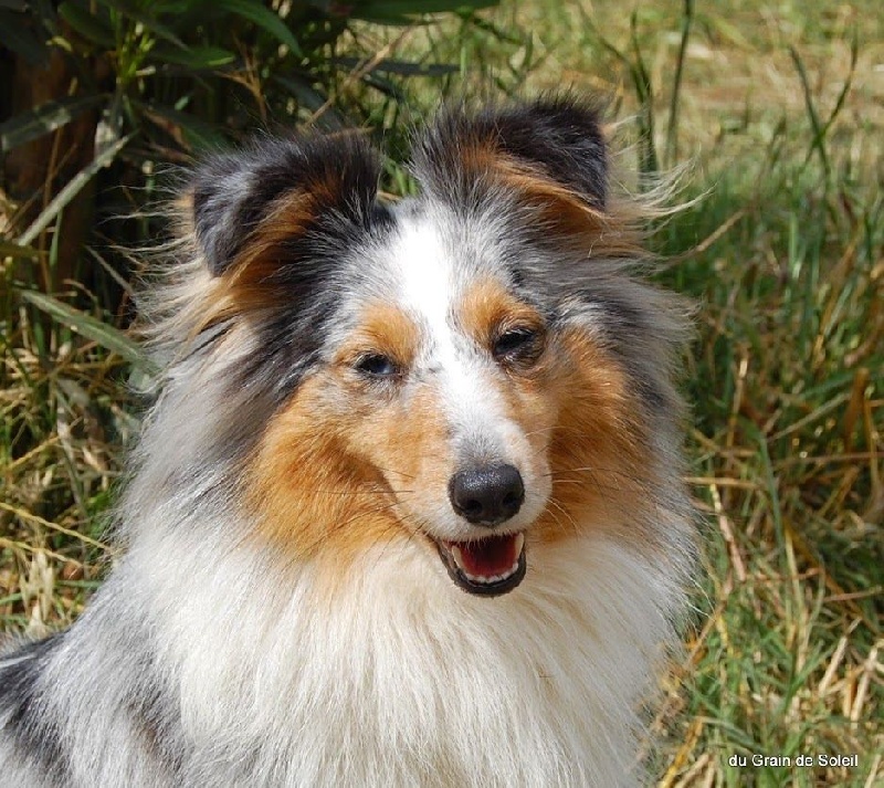 CH. Hatyka la bleue De L'Oustaou de Sandy