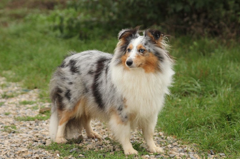 CH. Hatyka la bleue De L'Oustaou de Sandy