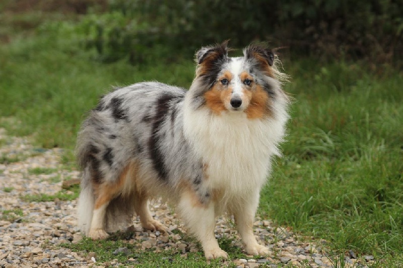 CH. Hatyka la bleue De L'Oustaou de Sandy