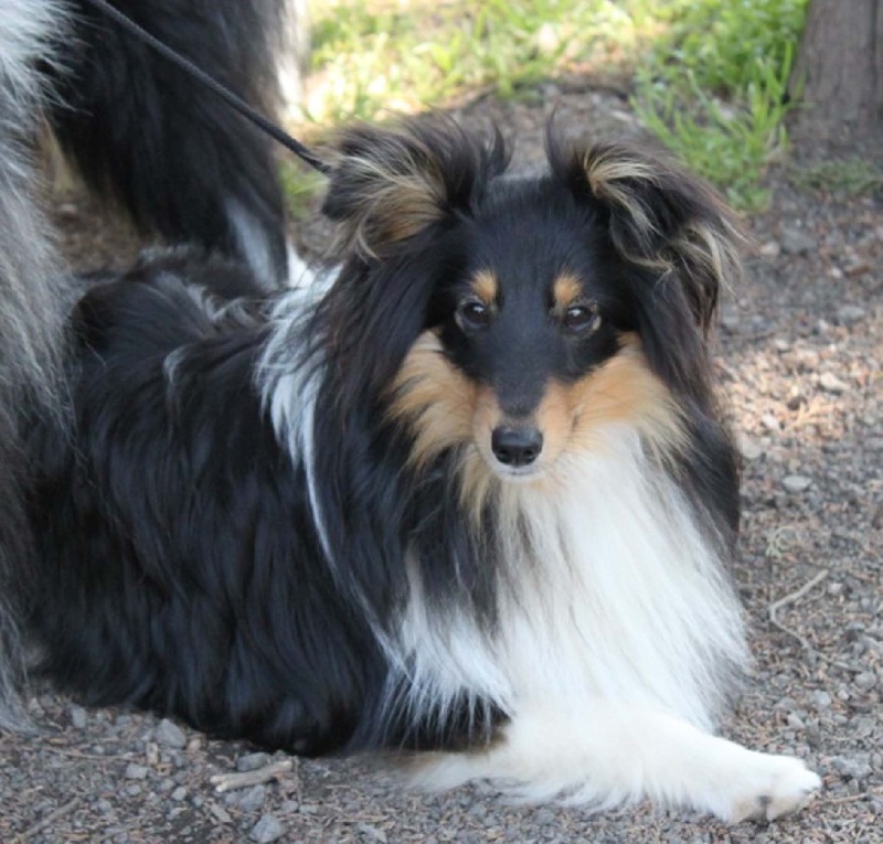 Ch.agility eowyn la noire du grain de soleil