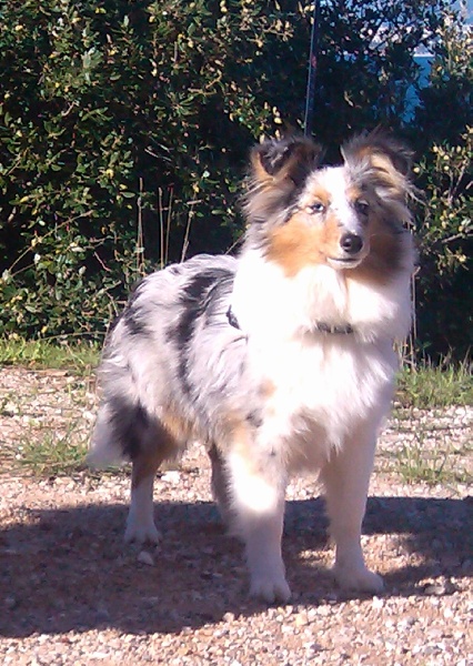 CH. Hatyka la bleue De L'Oustaou de Sandy