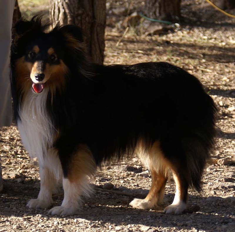 Ch.agility anakin le noir de L'Estérazur du Lac