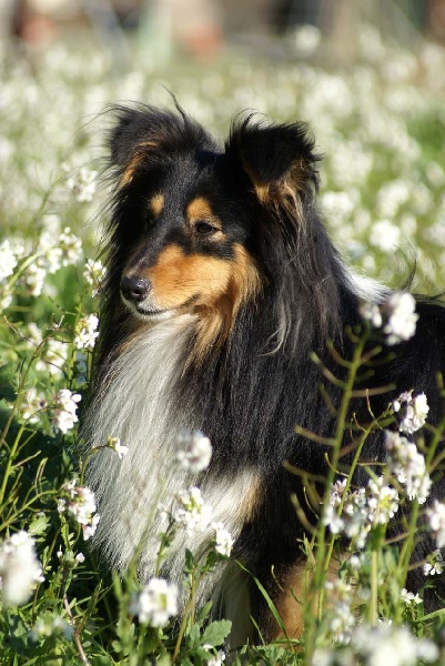 Ch.agility anakin le noir de L'Estérazur du Lac