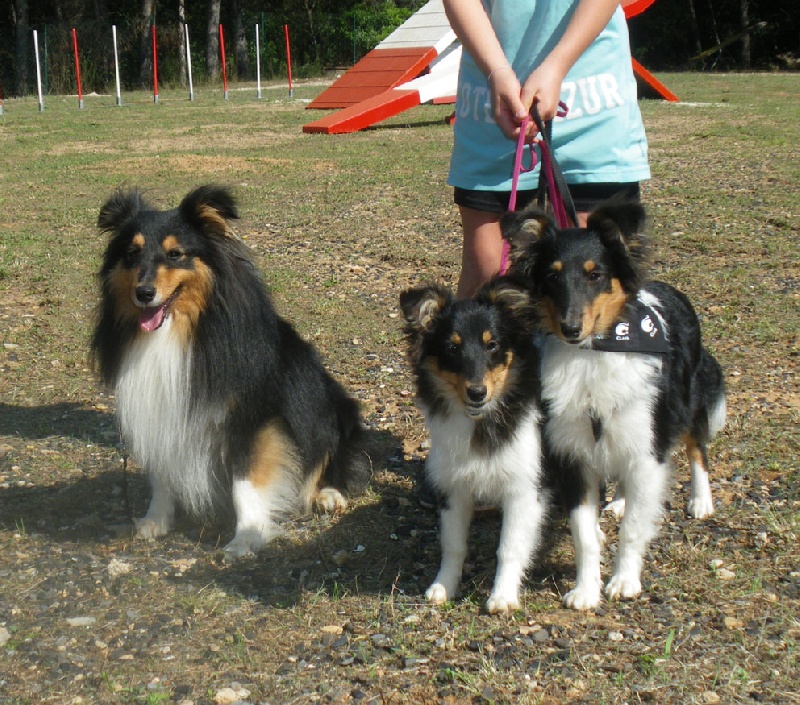 Ch.agility eowyn la noire du grain de soleil