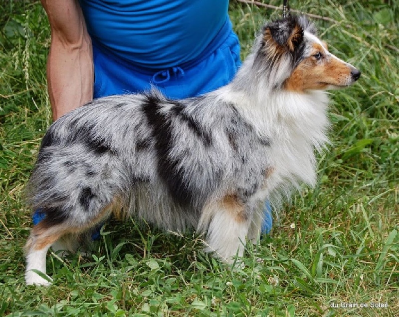 CH. Hatyka la bleue De L'Oustaou de Sandy