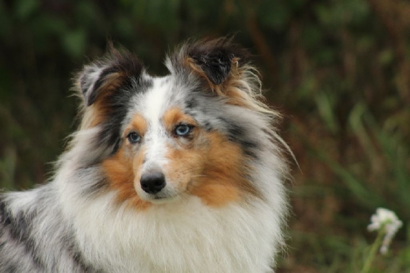 CH. Hatyka la bleue De L'Oustaou de Sandy