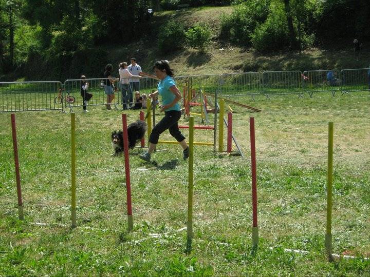 Ch.agility anakin le noir de L'Estérazur du Lac