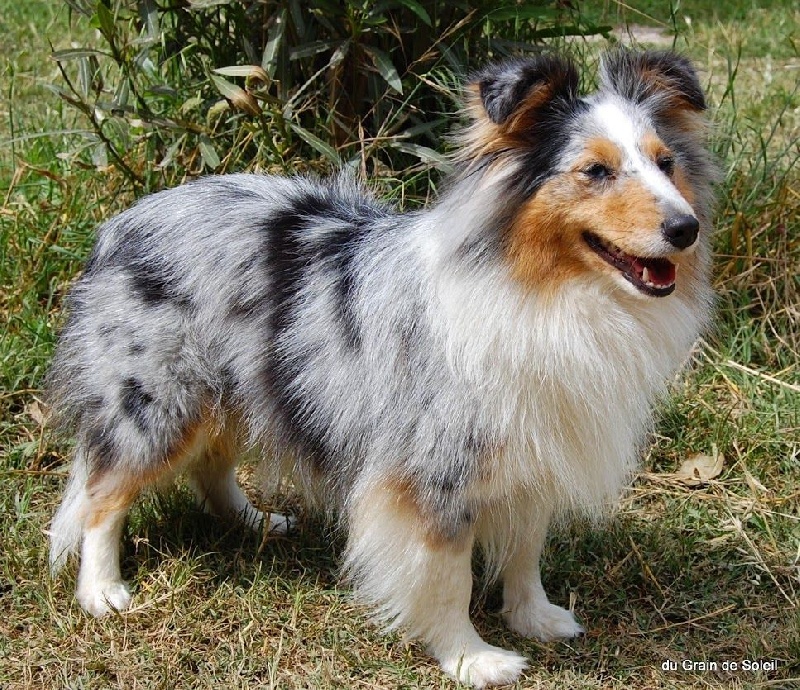 CH. Hatyka la bleue De L'Oustaou de Sandy