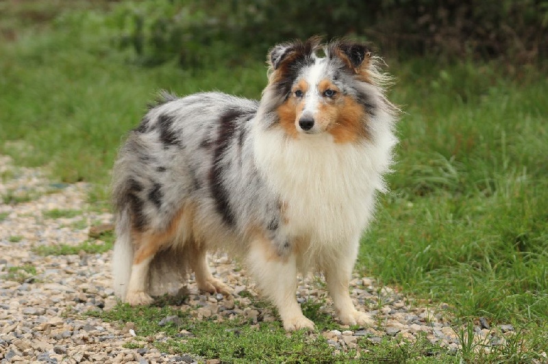 CH. Hatyka la bleue De L'Oustaou de Sandy