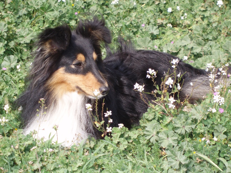 Ch.agility anakin le noir de L'Estérazur du Lac