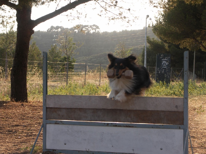 Ch.agility anakin le noir de L'Estérazur du Lac