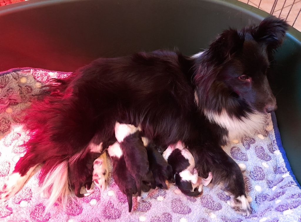 chiot Shetland Sheepdog du grain de soleil