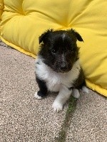 du grain de soleil - Shetland Sheepdog - Portée née le 29/03/2020